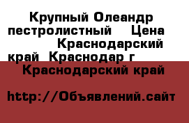 Крупный Олеандр пестролистный  › Цена ­ 2 000 - Краснодарский край, Краснодар г.  »    . Краснодарский край